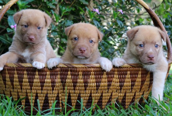 3 napake pri izbiri mladička