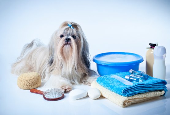 Kako in kolikokrat kopati psa?