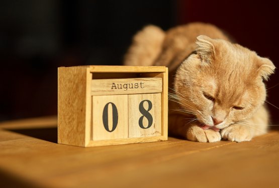 8. avgust &ndash; Danes praznujejo mačke!
