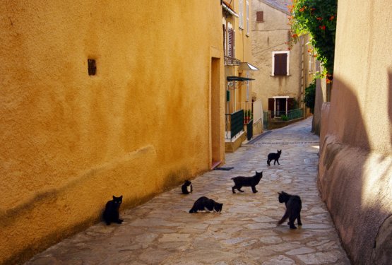 Mačji kralji vasi in ulic