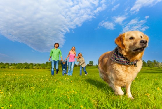 5 razlogov, zakaj posvojiti odraslega psa 