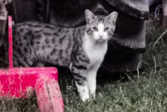 Kmetije, slovenskih mačic grob?