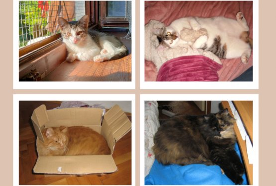 Ko mucek posvoji človeka &hellip;