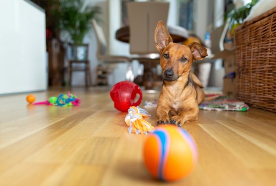 Kako izbrati primerno pasjo igračo za psa?