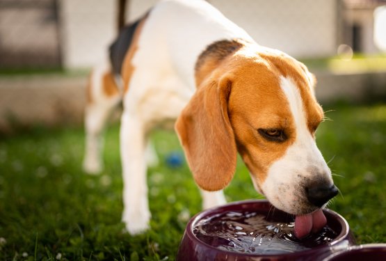 Kako pogosto menjate pasjo vodo?