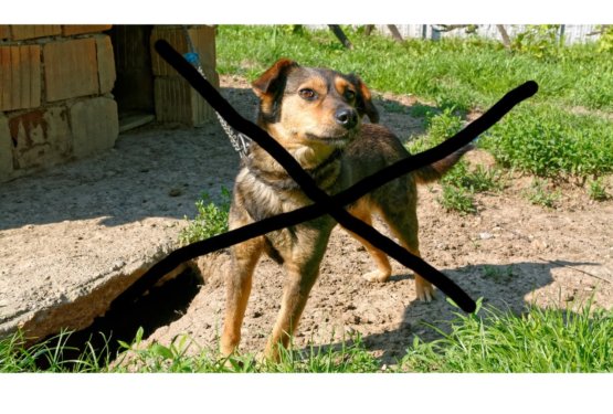 Popolna prepoved privezovanja psov na verige?