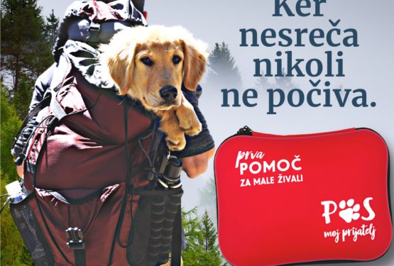 Prva pomoč pri psih - hitrost reši življenje!