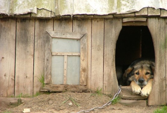 Kolumna: Psi in pravica do svobode gibanja