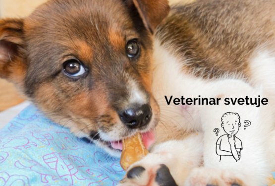 Glodanje kosti pri mladičih