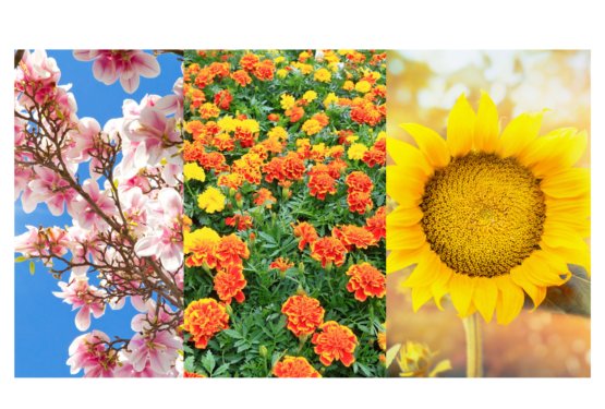 Zasaditev vrta varnega tudi za hi&scaron;ne ljubljenčke