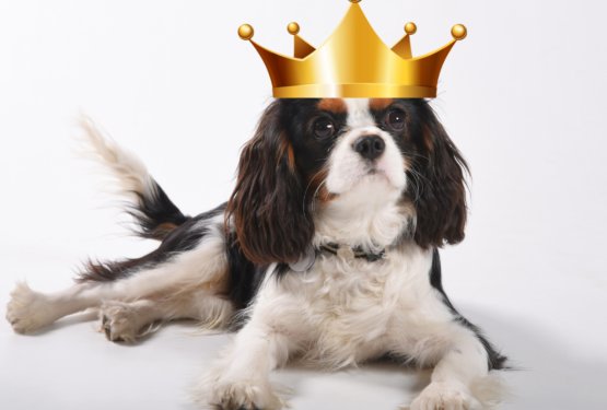 Ob kronanju Karla III. se je na pasji paradi zbralo več kot 100 King Charles španjelov 