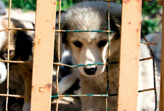 Ulice polne mačk, zaveti&scaron;ča pa psov! Re&scaron;itev? Sterilizacija in kastracija!