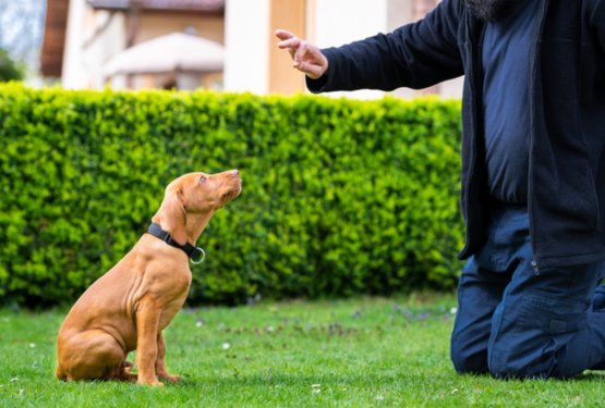 Čarobni svet pasjih mladičkov z Majo 7: Kaj je PRAV za tvojega mladička?