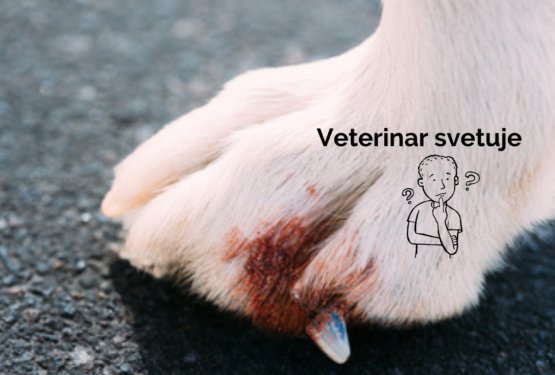 Kako lahko psu sami nudimo prvo pomoč pri zatrganem ali zlomljenem kremplju?