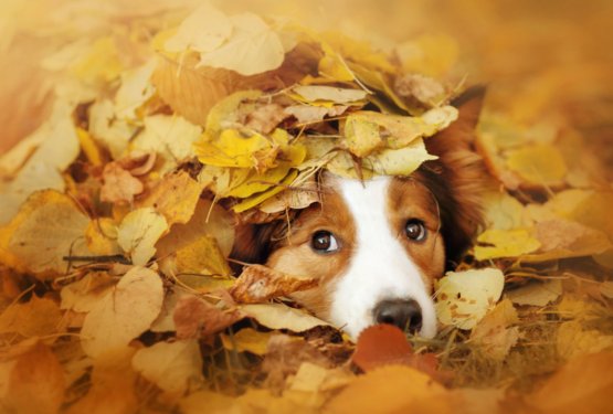 Jesenski čas in nevarnosti za pse, ki jih ne smete podcenjevati!