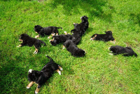 Vzreditelj ali "&scaron;tepar" - koga podpira&scaron; s svojo odločitvijo o nakupu mladička?