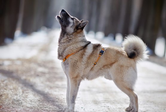 Zakaj psi lajajo &ndash; in kako razumeti, kaj nam sporočajo
