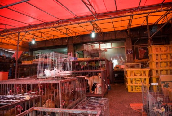 Južna Koreja uresničila napoved in prepovedala vzrejo, zakol in prodajo psov ter pasjega mesa