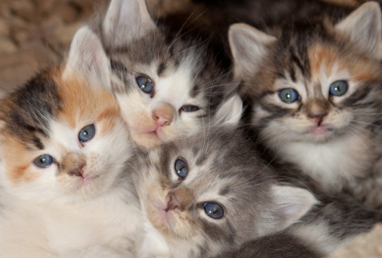 Kam z mačkami? Pobuda za slovenske občine – sterilizacija/kastracija je edina prava rešitev za zmanjšanje števila zapuščenih mačk