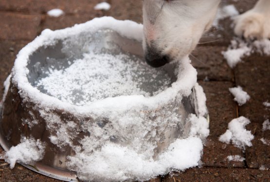 Kako hraniti psa v zimskem času?