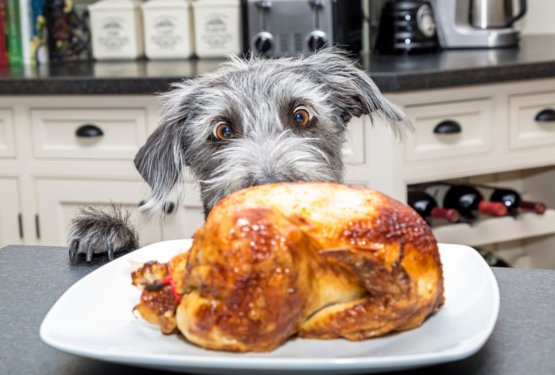 10 dejstev o prehrani, ki jih mora poznati vsak skrbnik psa!