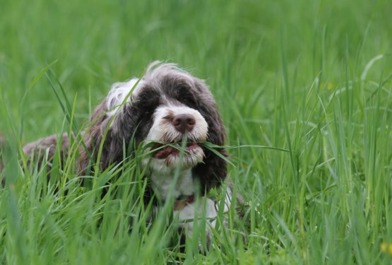 Kaj se dogaja s psom, ki jé nenavadno veliko trave?
