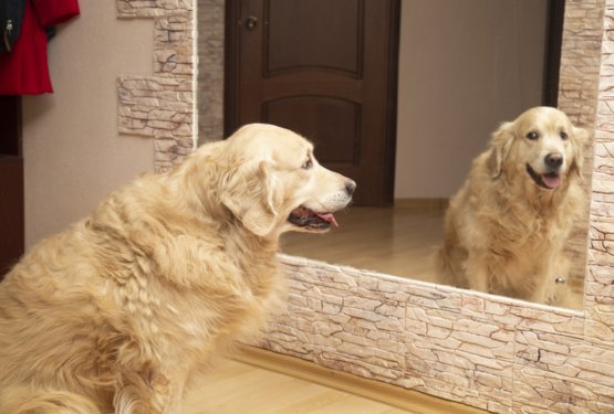 Ali se psi prepoznajo v ogledalu?