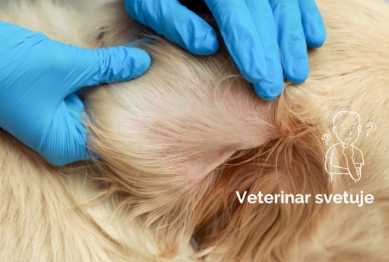 Dlake v pasjih u&scaron;esih