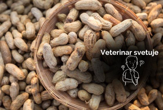 Kako ugotovi&scaron;, da pes ni alergičen na ara&scaron;ide?