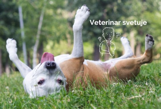 Moj pes je alergičen na pi&scaron;čanca. Ali to pomeni, da ne sme jesti nobene perutnine?