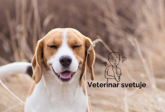 Kako lahko pomagamo psu, ki trpi zaradi sezonskih alergij - alergije na pelod in trave?