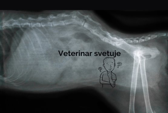 Kako lahko pomagamo psu, ki ima bolečine v hrbtu?