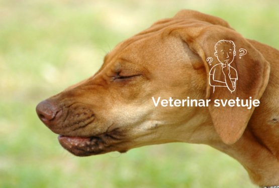 Kako ugotoviti in zdraviti, če je pes alergičen na pr&scaron;ice?