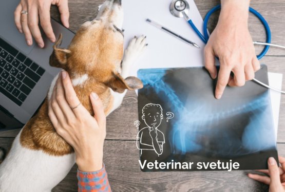 Pes kaže znake nelagodja ali bolečine med hojo - kako mu lahko pomagam? 