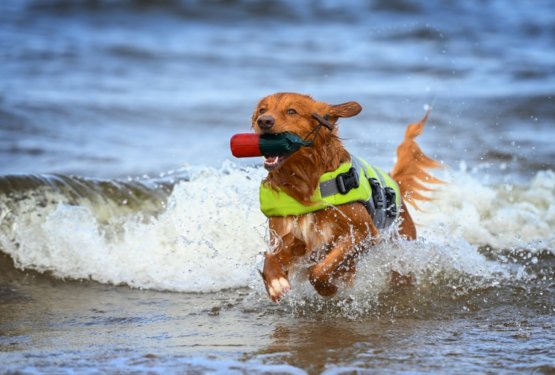 Ko tvoj pes (&scaron;e) ni ljubitelj vode: Kako mu pomagati, da vzljubi plavanje