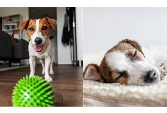 Zakaj imajo psi zvečer toliko energije?