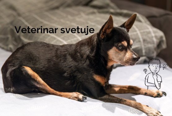 Zdravljenje artritisa pri psih