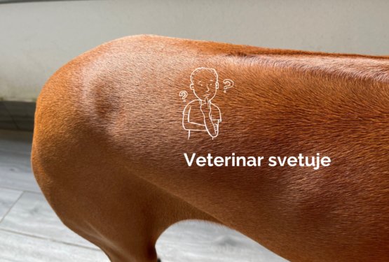 &raquo;Luknja&laquo; na zadnjem delu pasjega telesa