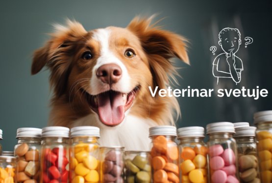 Ali je priporočljivo v poletnih mesecih psu dodajati prehranske dodatke? 