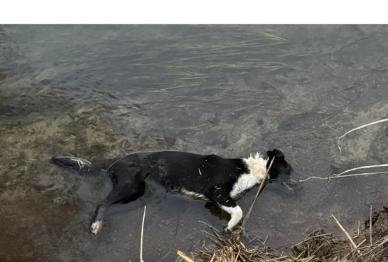 Groza na barju: najdena mrtva psička 