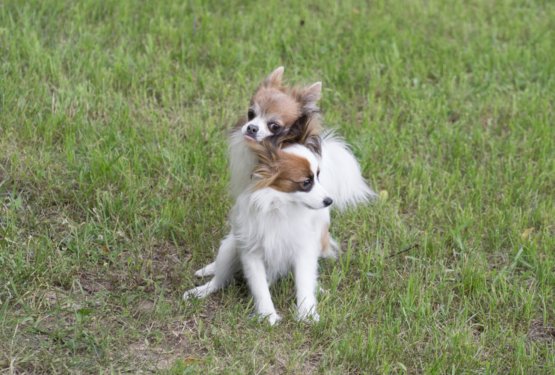 Zakaj psi naskakujejo in kako ukrepati?