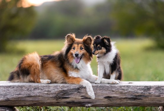 Novi kuža, novo poglavje: zakaj ni (in ne more biti) kopija prej&scaron;njega