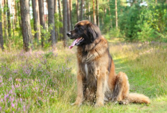 Leonberžan &ndash; nežni velikan z levjim srcem 