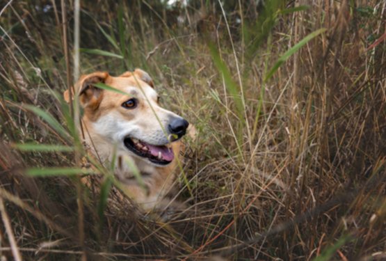 Klopi ne počivajo niti jeseni &ndash; kako za&scaron;čititi psa pred nevarnimi ugrizi