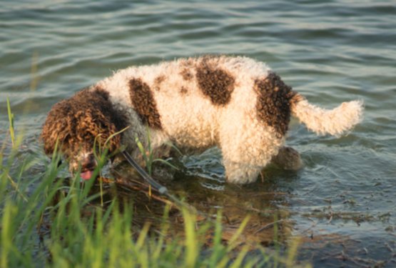 Lagotto Romagnolo – romanski vodni pes