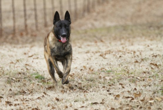 Nizozemski ovčar (Holandski ovčar)