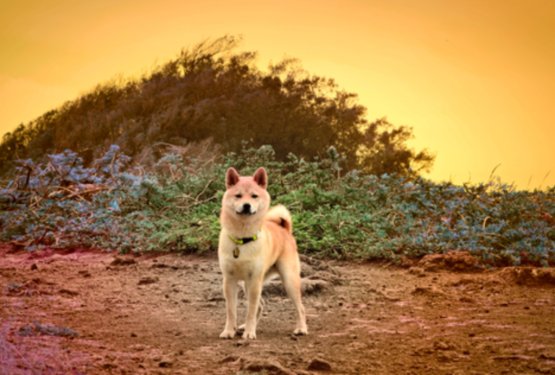 Shiba Inu