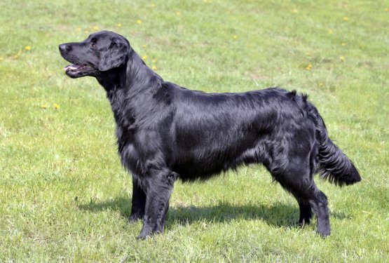 Gladkodlaki prina&scaron;alec 