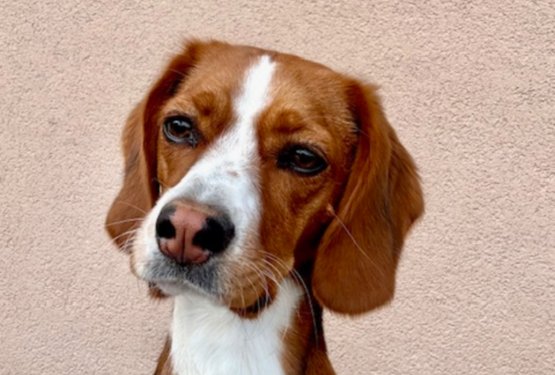 Faca meseca aprila je postala prikupna Ria