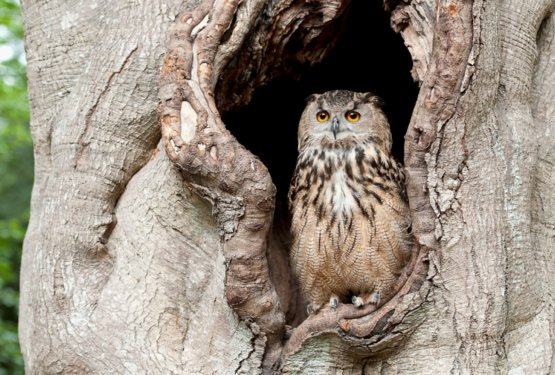 Veteranska drevesa so dragocena drevesa